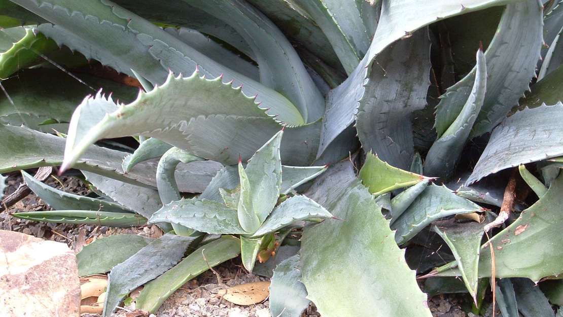 Spiky leaves of the century plant.