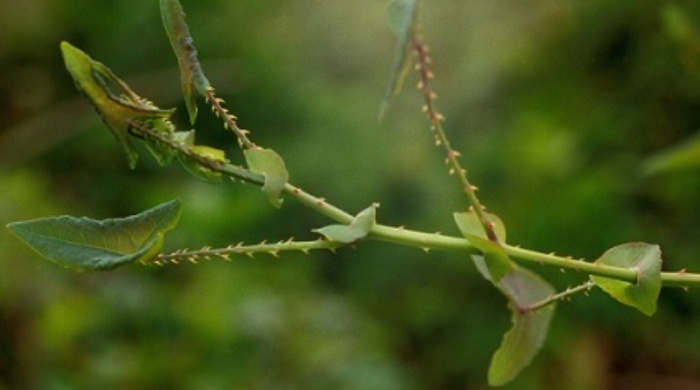 Close up of the pointy leaves of the devil's tail.