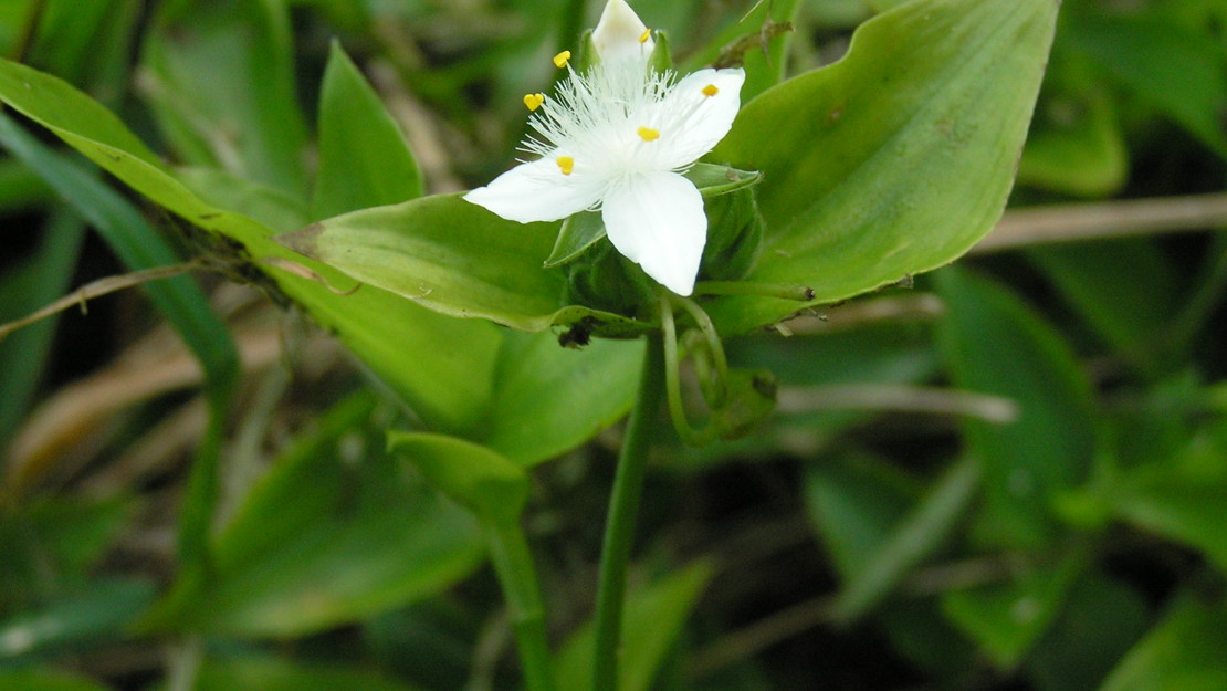 Tradescantia leaves with a single flower.