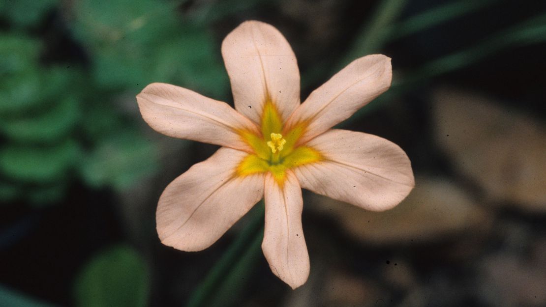 Close up of a single cape tulip flower with six petals.