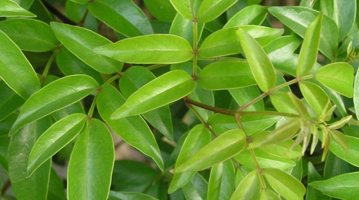 Close up of Wonga Wonga vine leaves