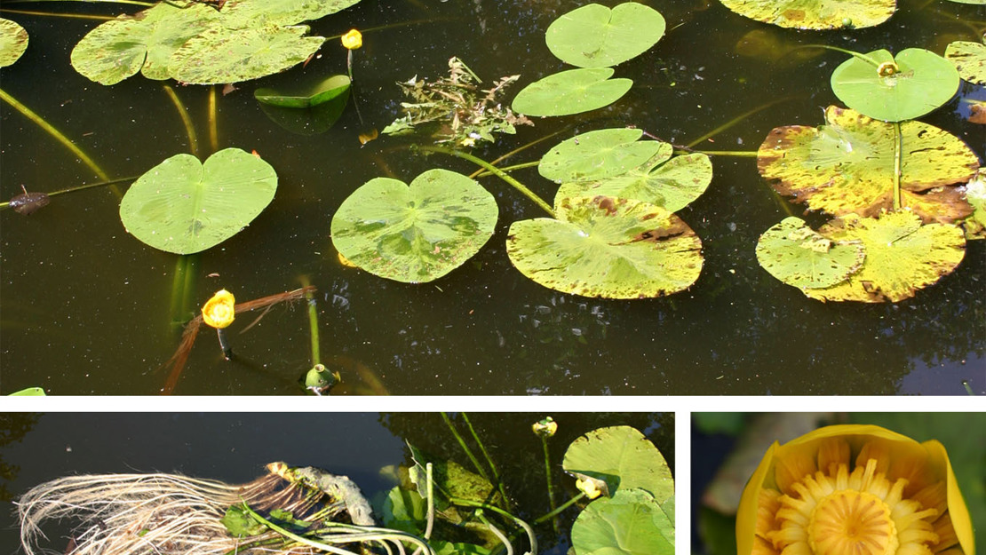 A montage of pictures of the yellow water lily leaves and flowers.