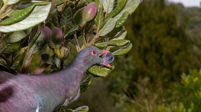 Kereru eats the fruit of a taraire tree.