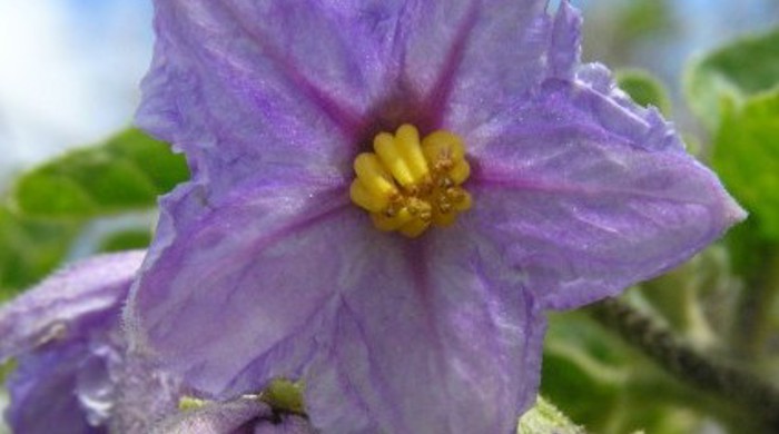 A five-petaled purple flower of the apple of Sodom.