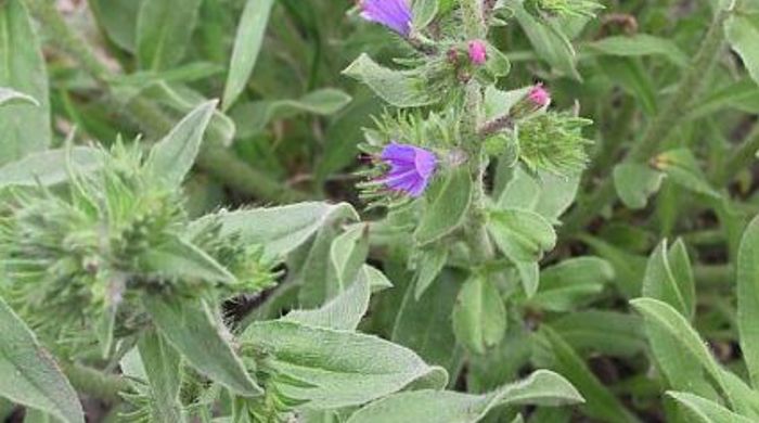 Vipers Bugloss with newly opening flowers.