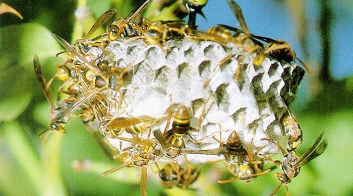 Australian paper wasps climbing over a honeycomb. 