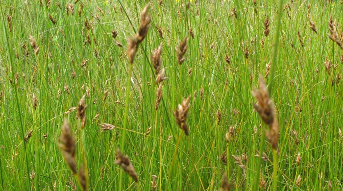 Photo showing green stalks and brown flowers of the Divided Sedge.