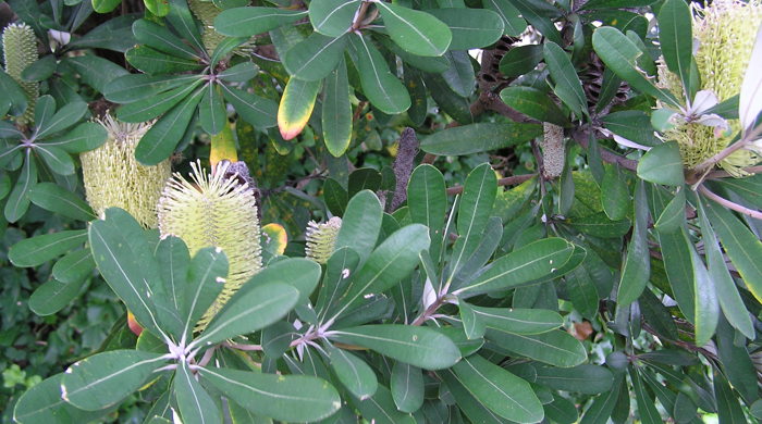 Close up of coast banksia flowers which grow in tall cylindrical cones.