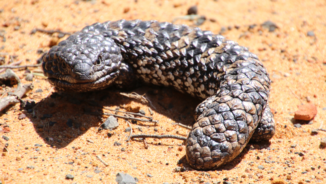 The shingleback lizard curled around to stare at the camera with its large head. 