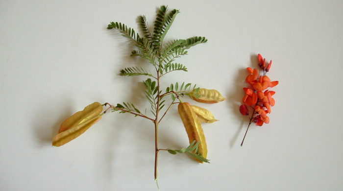 A cutting from the Brazilian rattlebox on a white background with stalks of leaves and seeds on the left and orange flowers on the right.