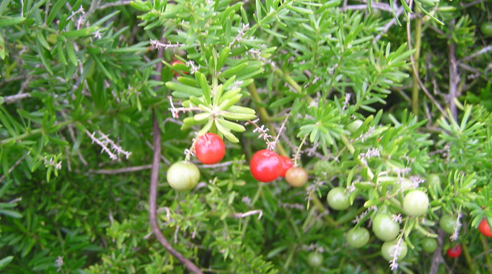 Close up of a green and red berries of the bushy asparagus.