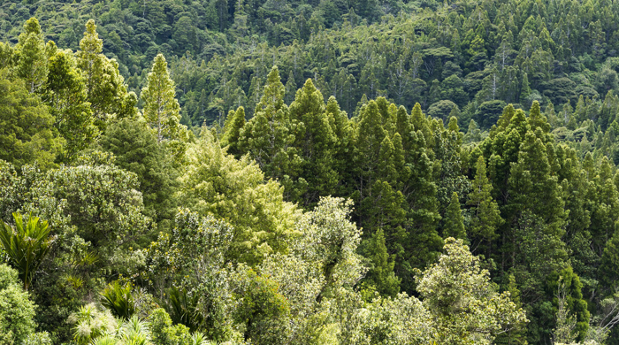 Group of kauri trees surrounded by other trees and ferns.