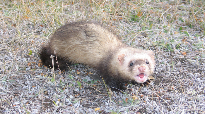 A ferret yowling at the camera.