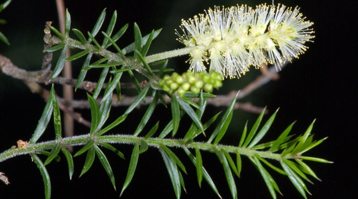 Close up of prickly leaved wattle flowers.