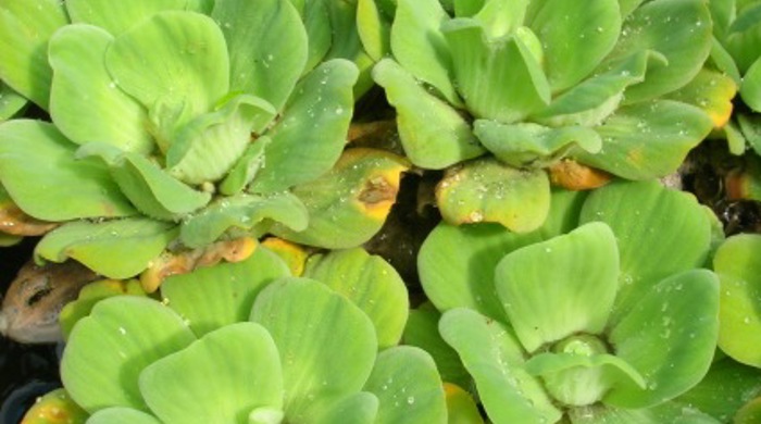 A mat of Water Lettuce on the surface of water.