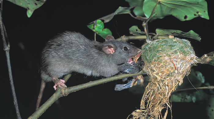 A rat on a branch, reaching into a nest.