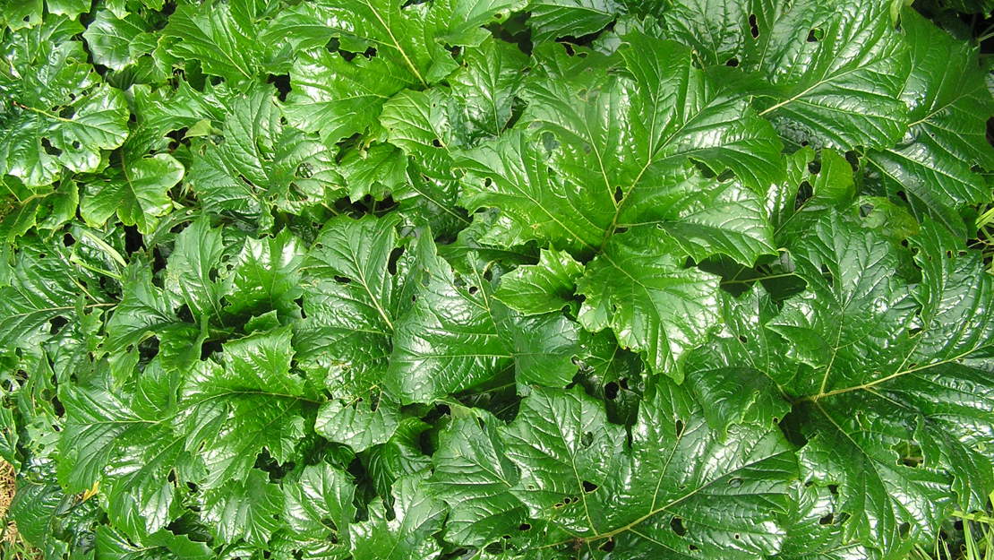 Close up of a cluster of acanthus leaves.
