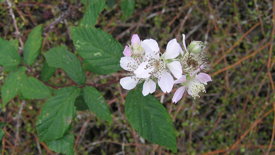 Close up of the white flowers at the tip of a blackberry branch.