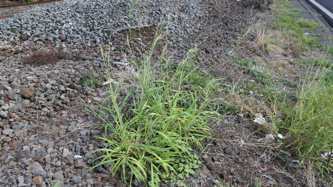 Guinea Grass growing beside railway line.