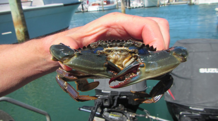 A hand holding an Asian paddle crab from the front.
