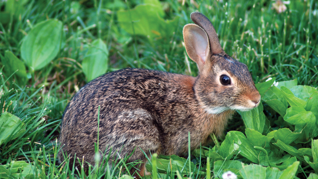 A brown rabbit sitting in the middle of a grassy section, surrounded by leaves.