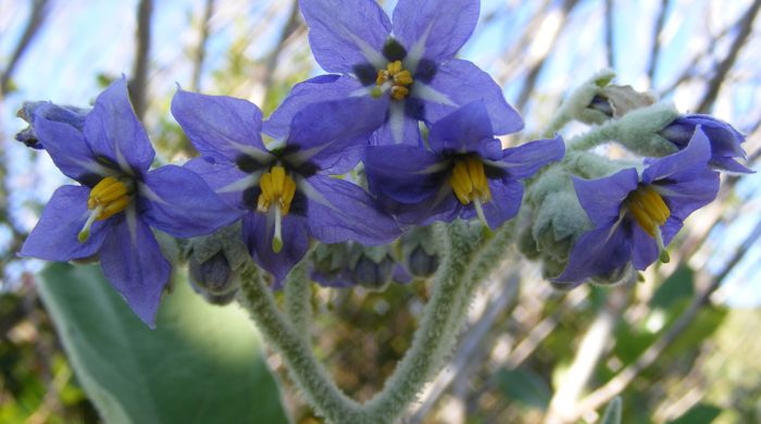 Close up of Woolly Nightshade flowers.