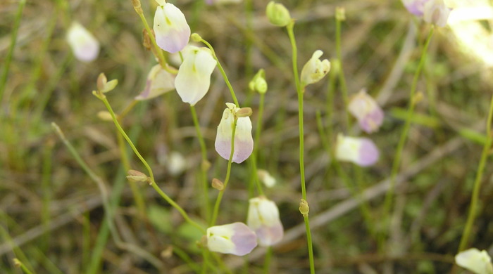 Small white and purple bladderwort flowers.