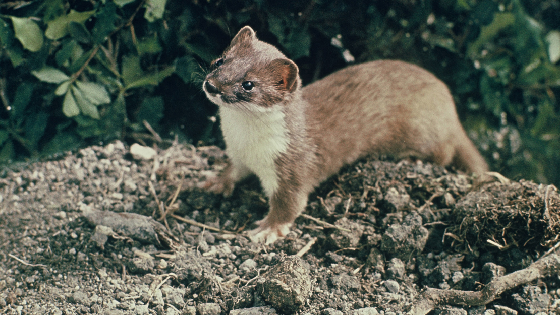 A stoat looking straight across the camera, perched over a small mound.