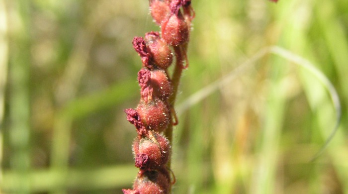 Close up of a stem of cape sundew flowers.