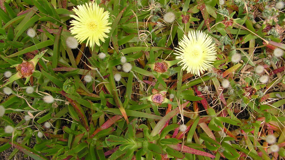 Ice plant with yellow flowers.