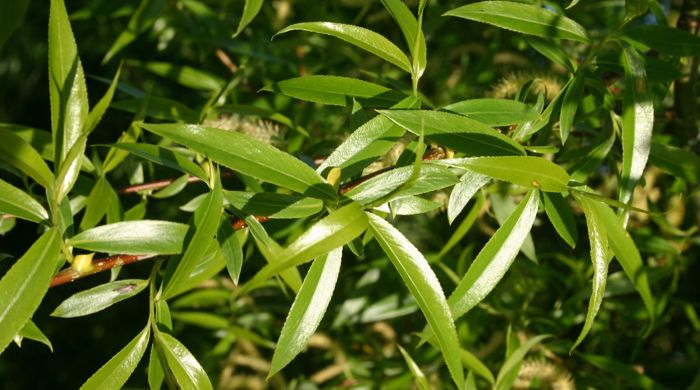 Close up of long and thin crack willow leaves. 