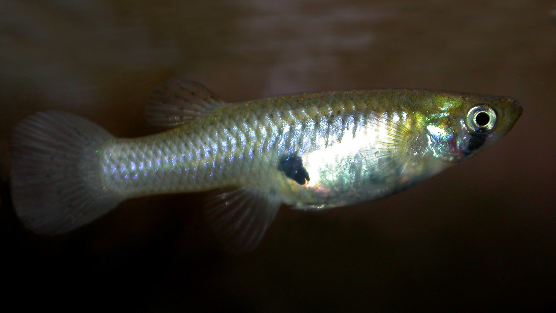 The gambusia is a silver and yellow streaked fish. 