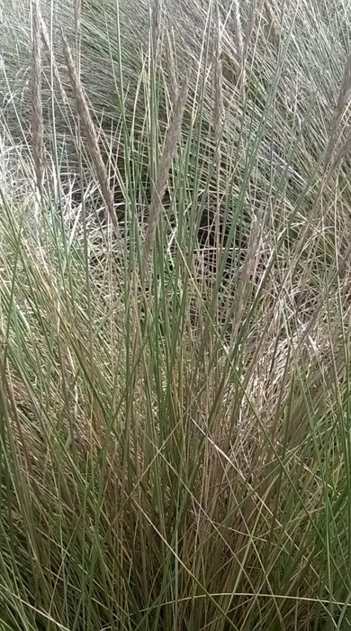 Dense patch of Marram Grass with seed heads.