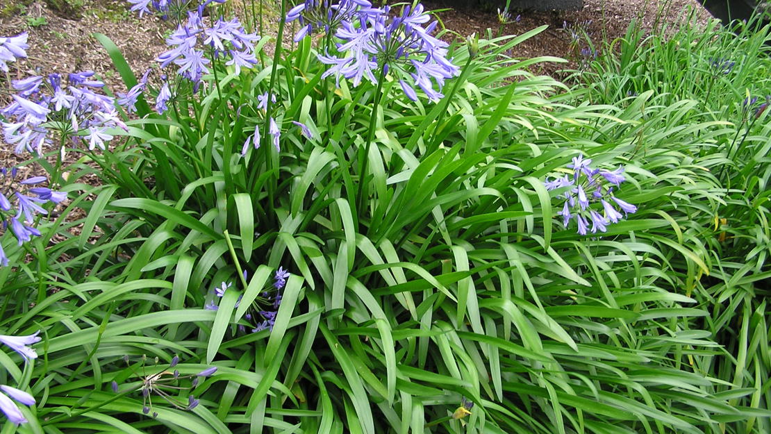 A bush of agapanthus with purple flowers.