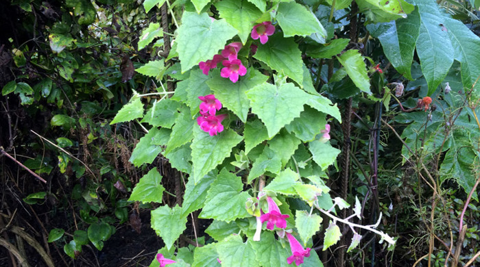 A photo showing the Climbing Gloxinia with pink flowers.
