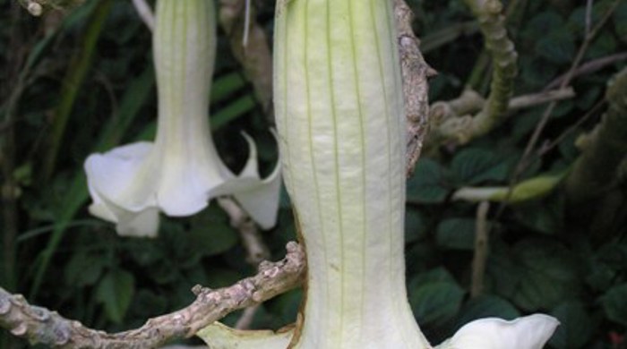 Angels trumpet flowers hang upside down and flare out at the tips.