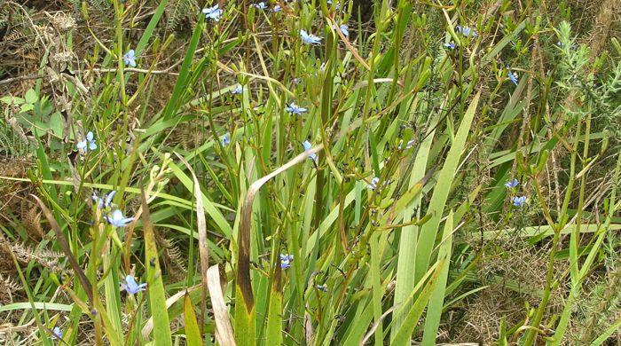 side on photo of Aristea with blue flowers.