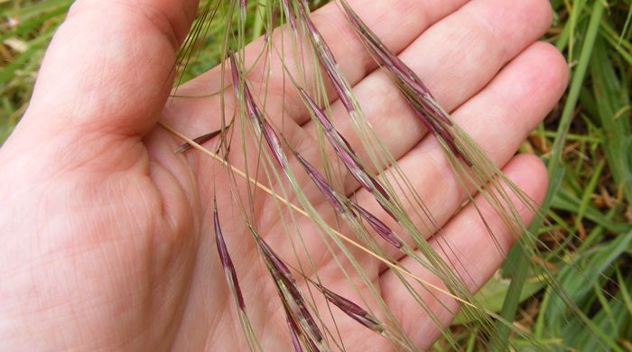 Close up of a hand holding Chilean needle grass.