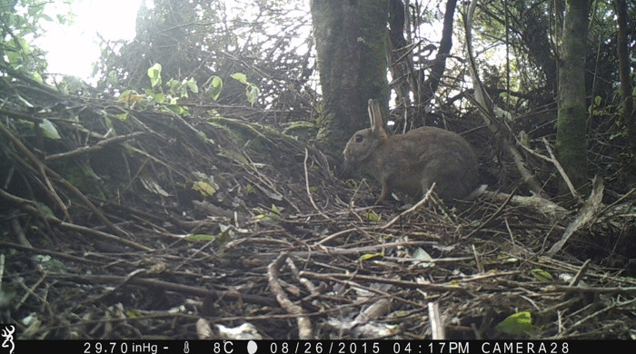 An image from a surveillance camera of a rabbit in a forest.