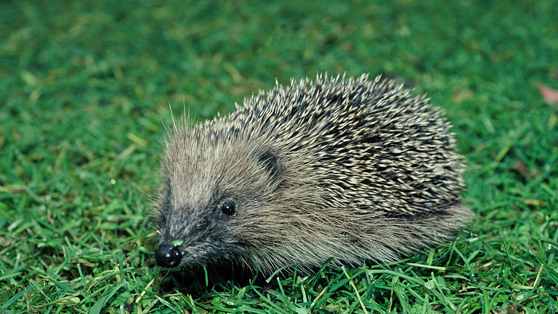 A hedgehog on the grass.