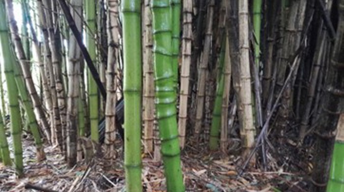Phyllostachys aurea – Walking Stick Bamboo.
