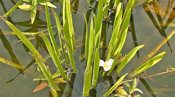 Water Soldier partially submerged with a flower.
