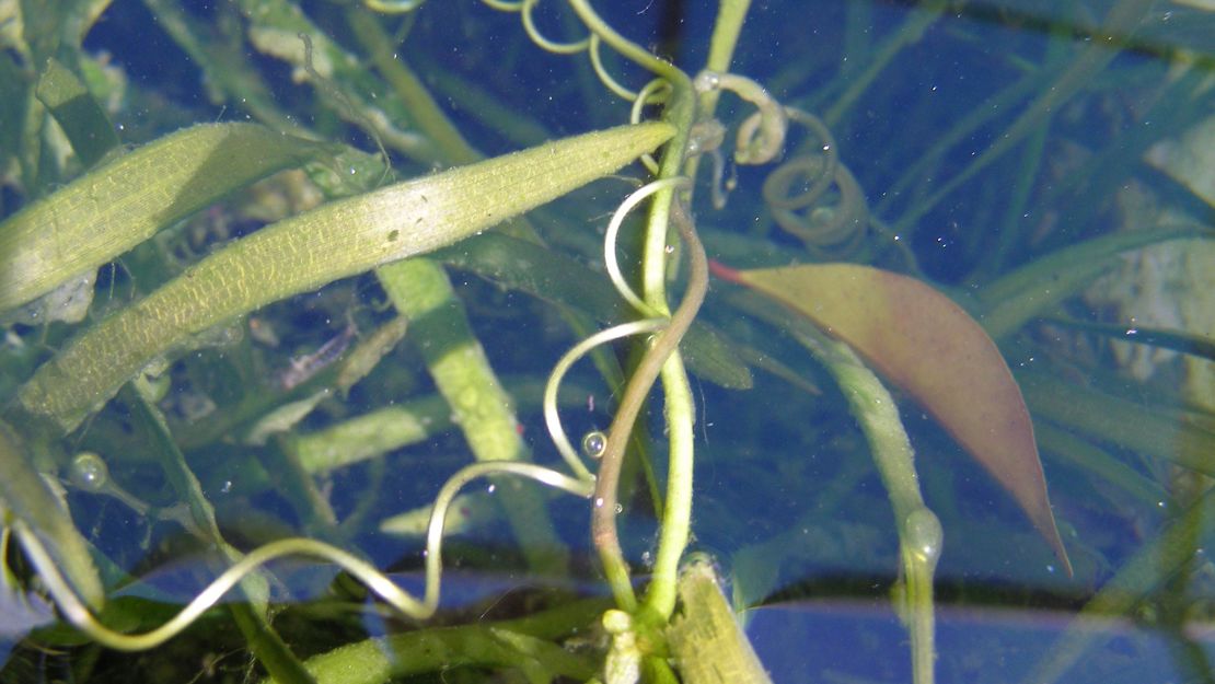 Close up of eel grass under water.