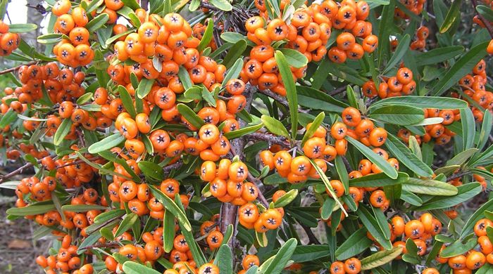 Close up of one branch of firethorn with berries all over.