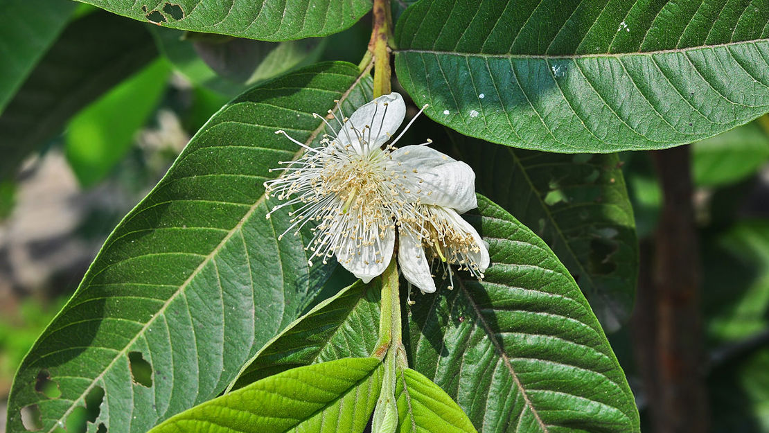 Close up of the tropical guava flower and leaves