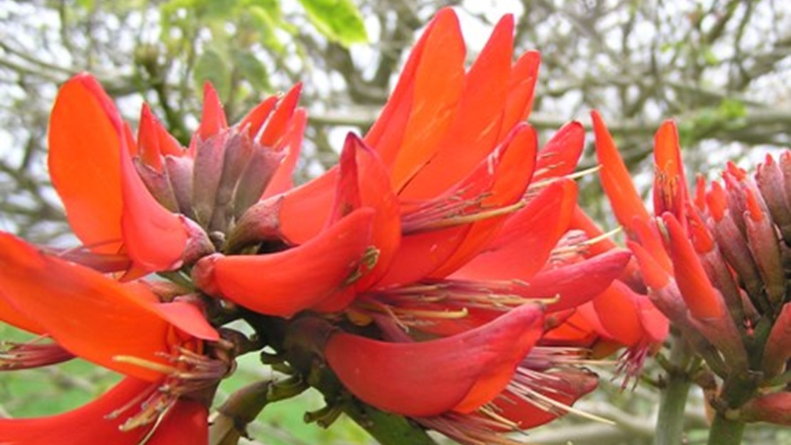 Close up of a cluster of coral tree flowers.