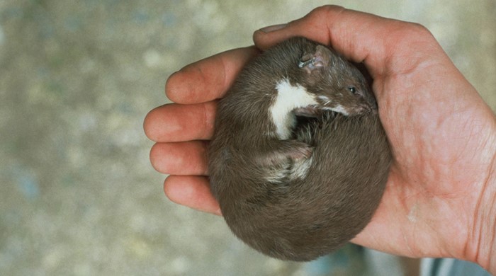A weasel curled up in someone's hand. 
