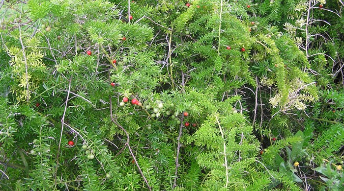 A scrambling bush of bushy asparagus with several clusters of berries.