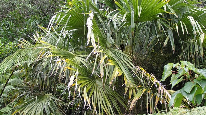 Chinese fan palm in a forest.