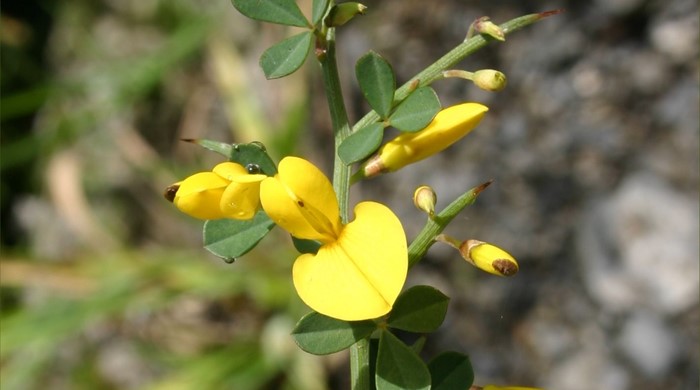 The yellow flowers of spiny broom.